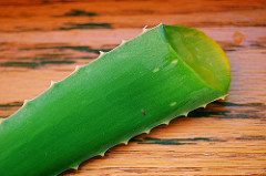 a slice of aloe vera