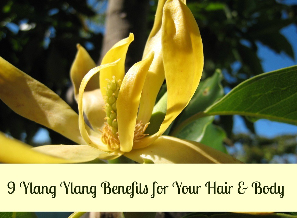9 Ylang Ylang Benefits for Hair & Body