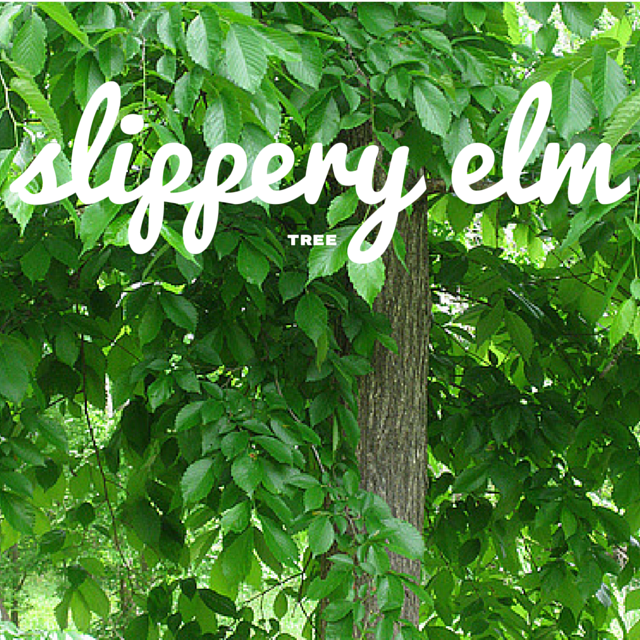 slippery-elm-tree-2