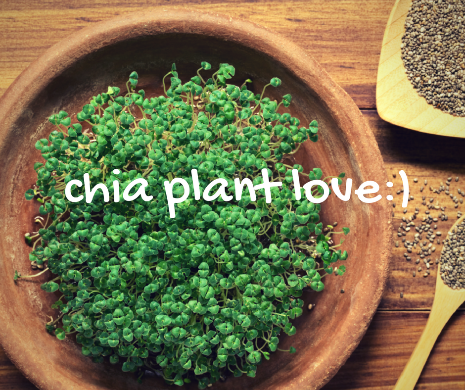 chia-seed-love_